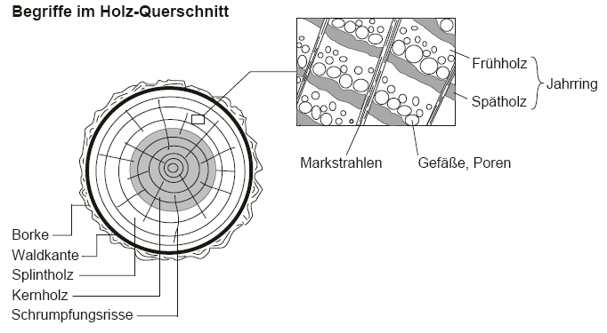 Wichtigste Elemente im Holzquerschnitt